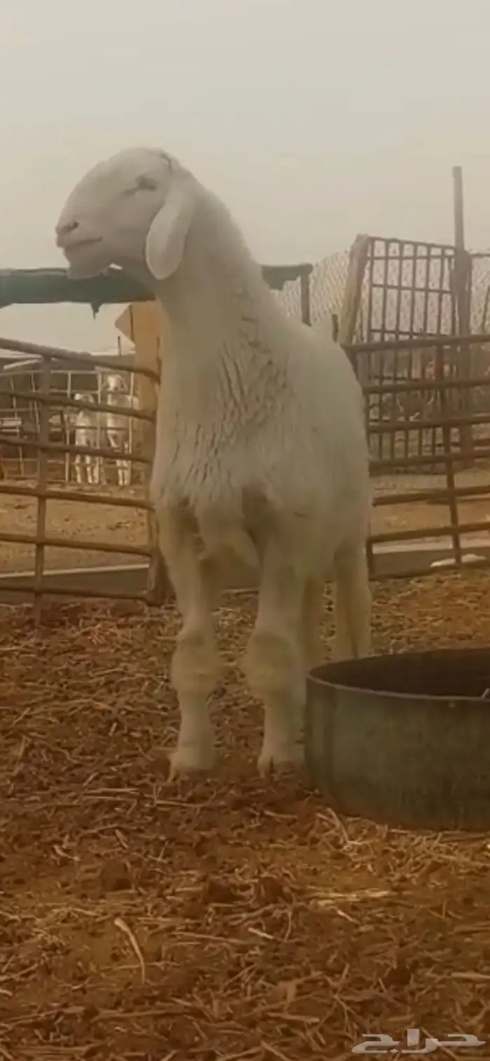 مشروع فحل صنف 1