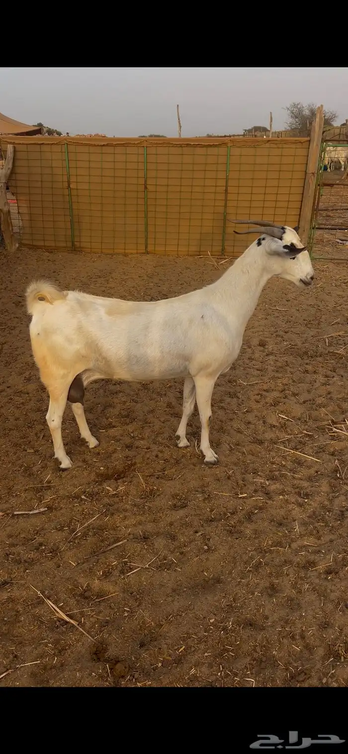 عنز بيشية 0