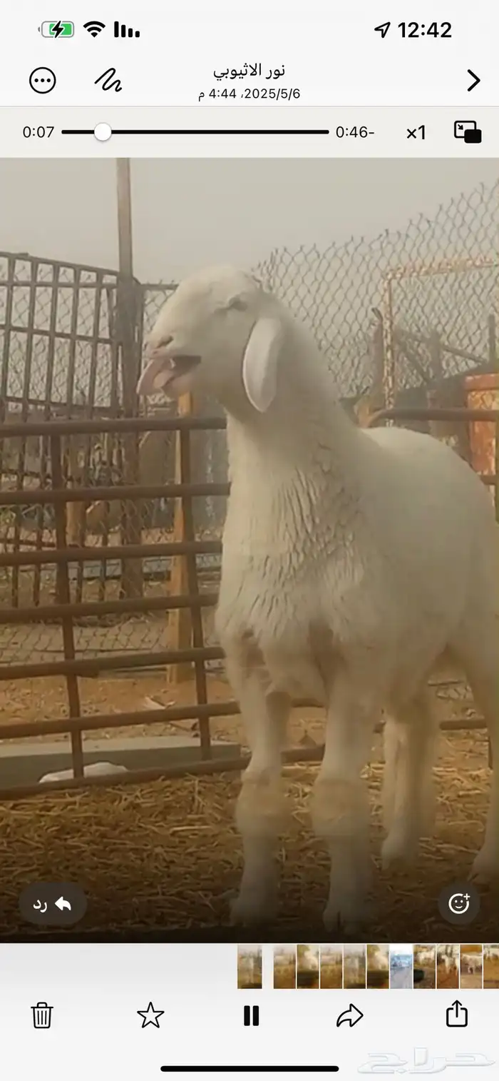 مشروع فحل صنف 9