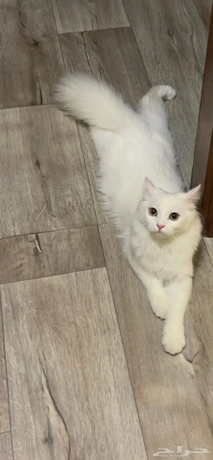 قطة شيرازي 0