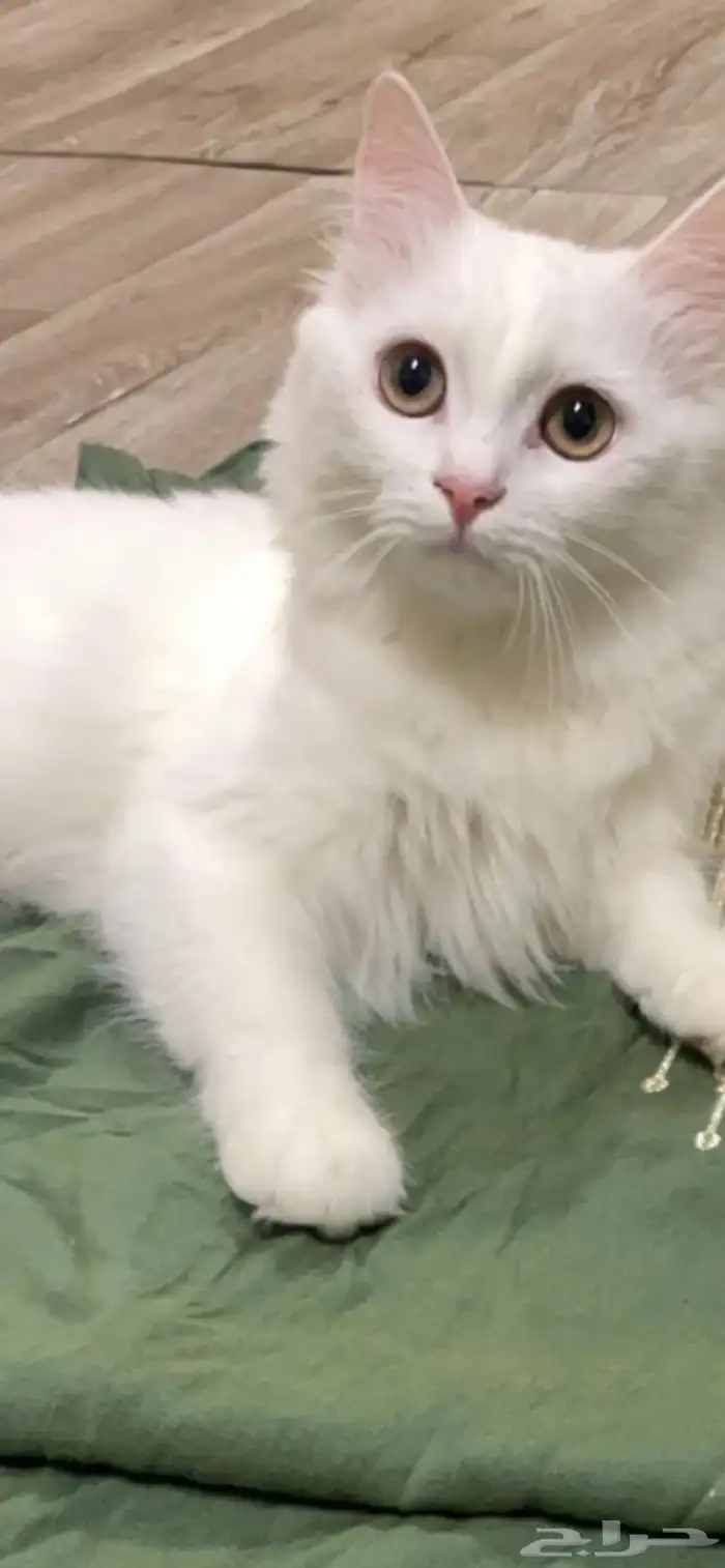 قطة شيرازي 1