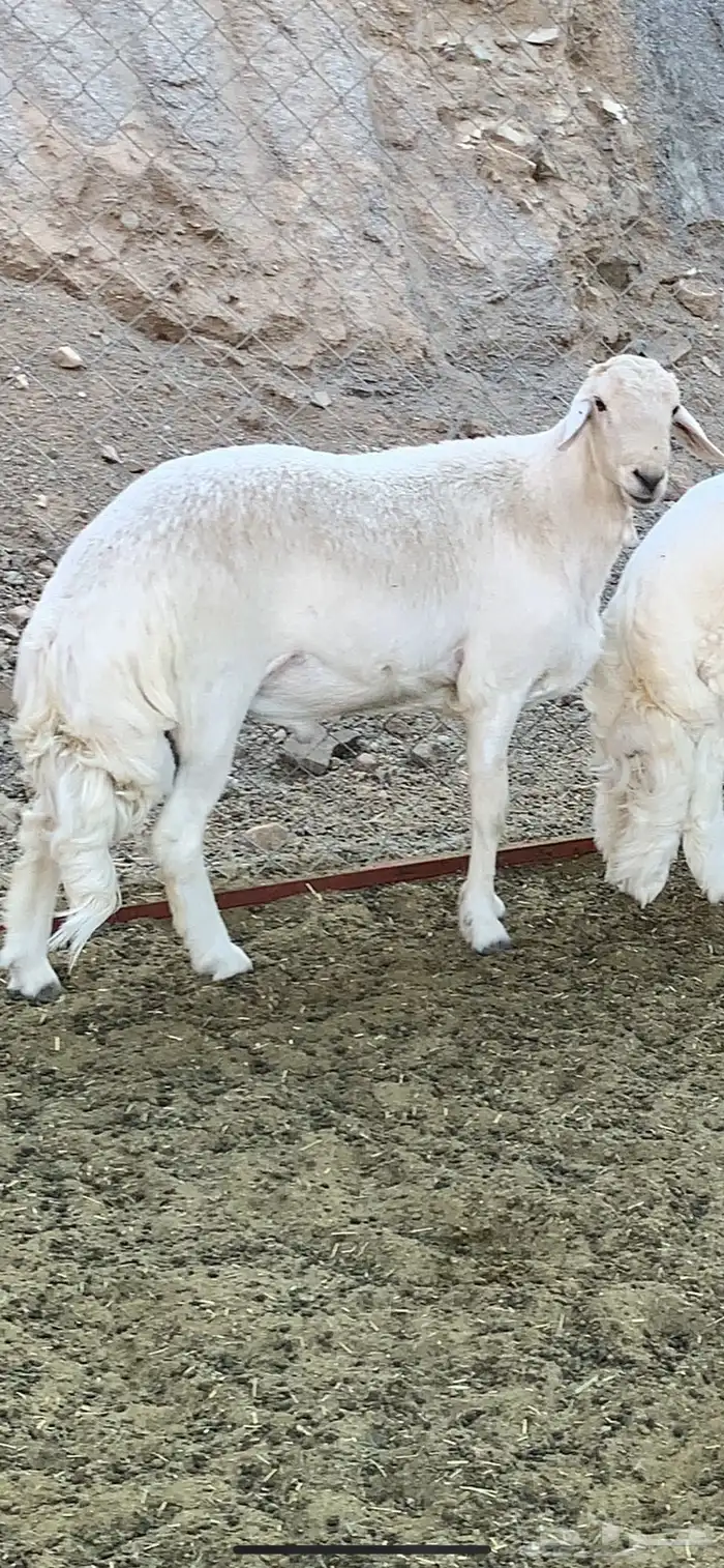 خروووف فحل مشروط ثني (تم البيع) 0