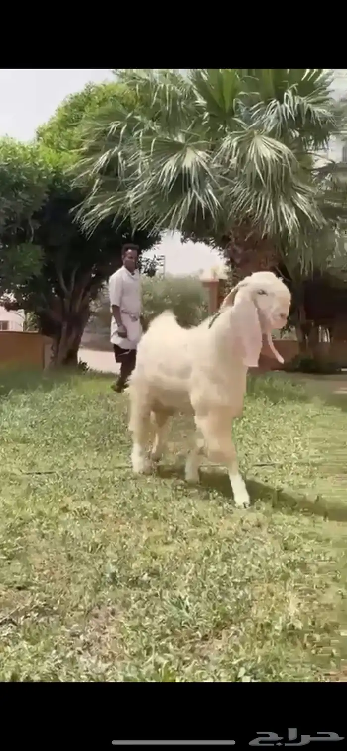 للبيع فحل مطور نادر 4