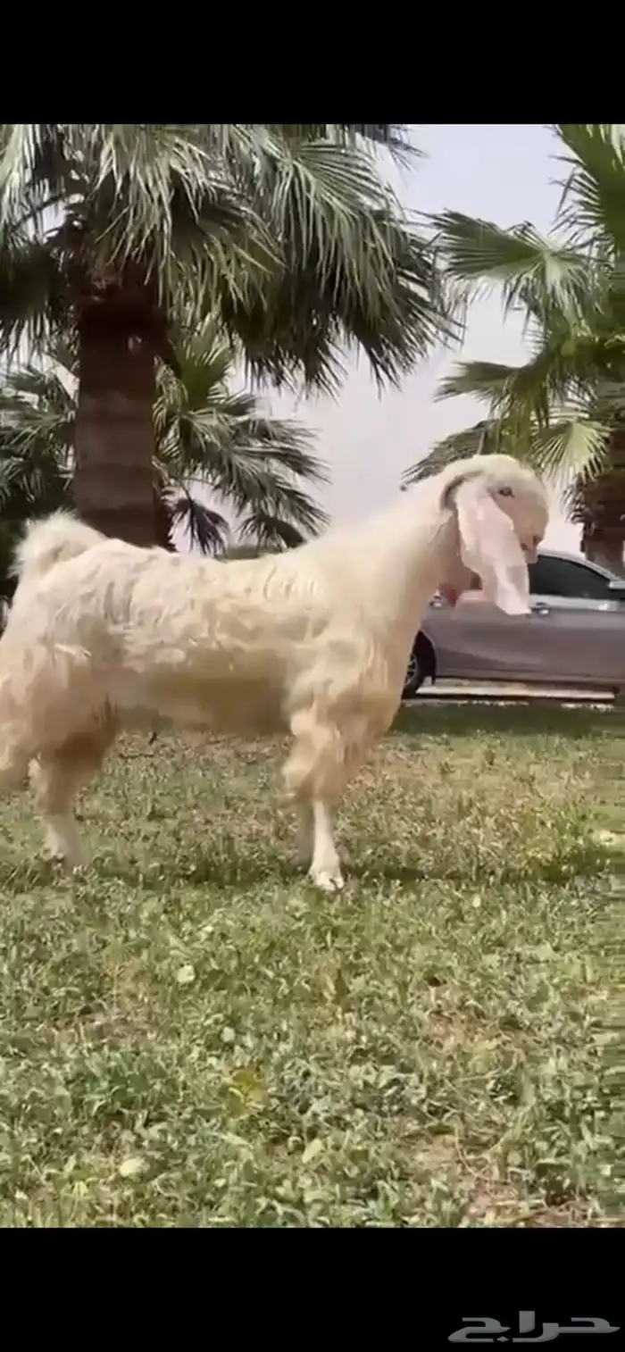 للبيع فحل مطور نادر 2