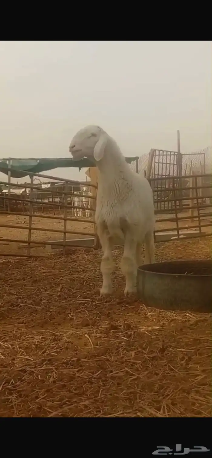 مشروع فحل صنف 8
