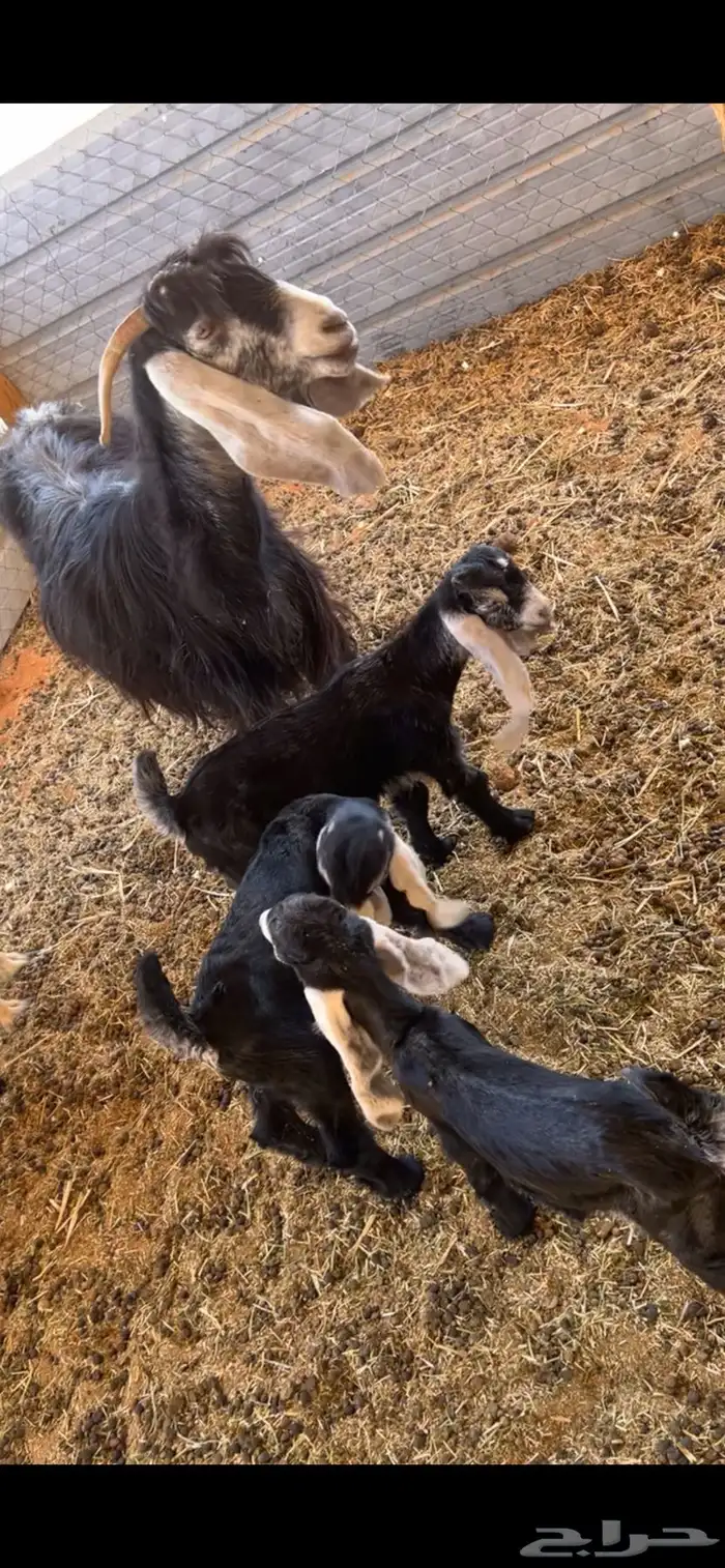 عنز والد ثلاث تيوس 1