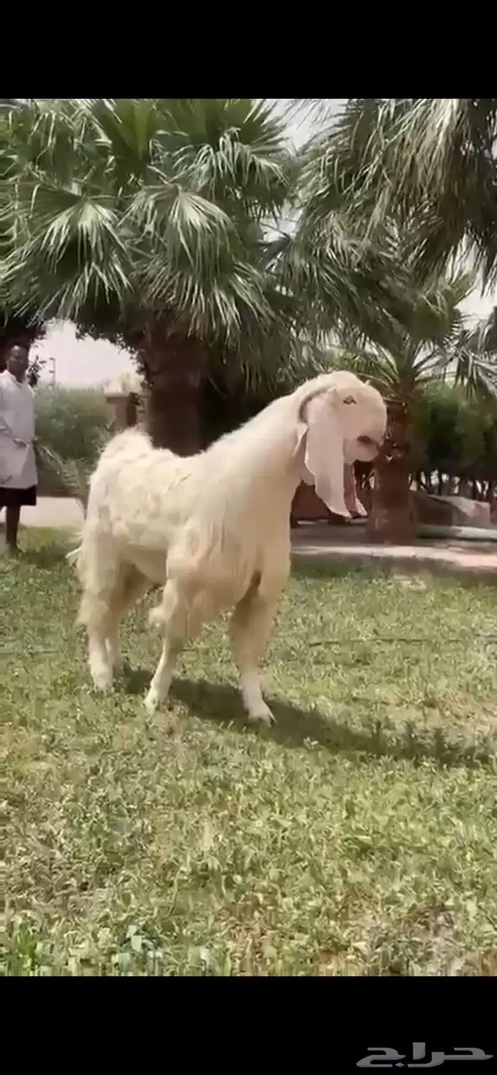 للبيع فحل مطور نادر 6