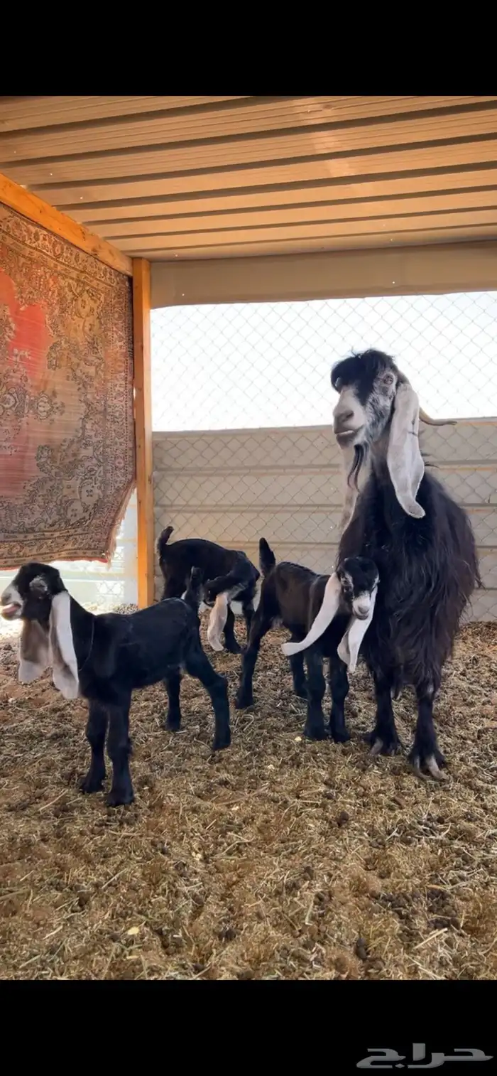 عنز والد ثلاث تيوس 0