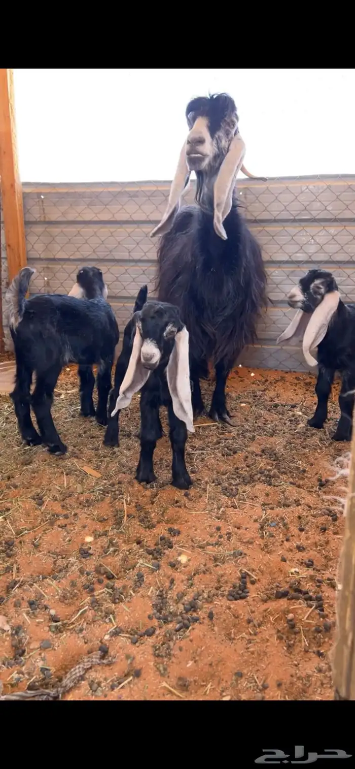 عنز والد ثلاث تيوس 2