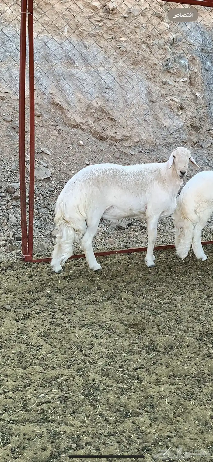 خروووف فحل مشروط ثني (تم البيع) 2