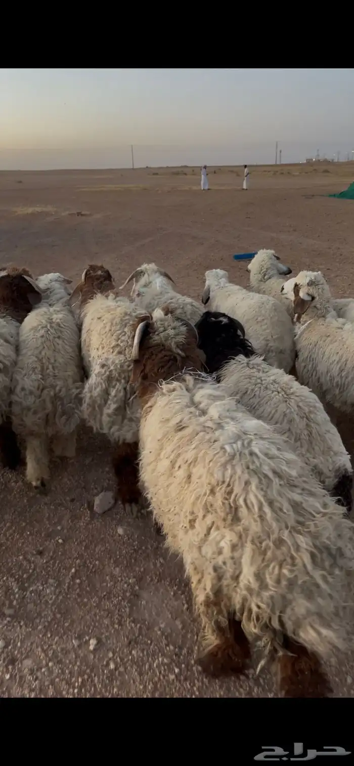 بهم ضحايا بهم طيب جدا وسالم من الأمراض العدد 19 0