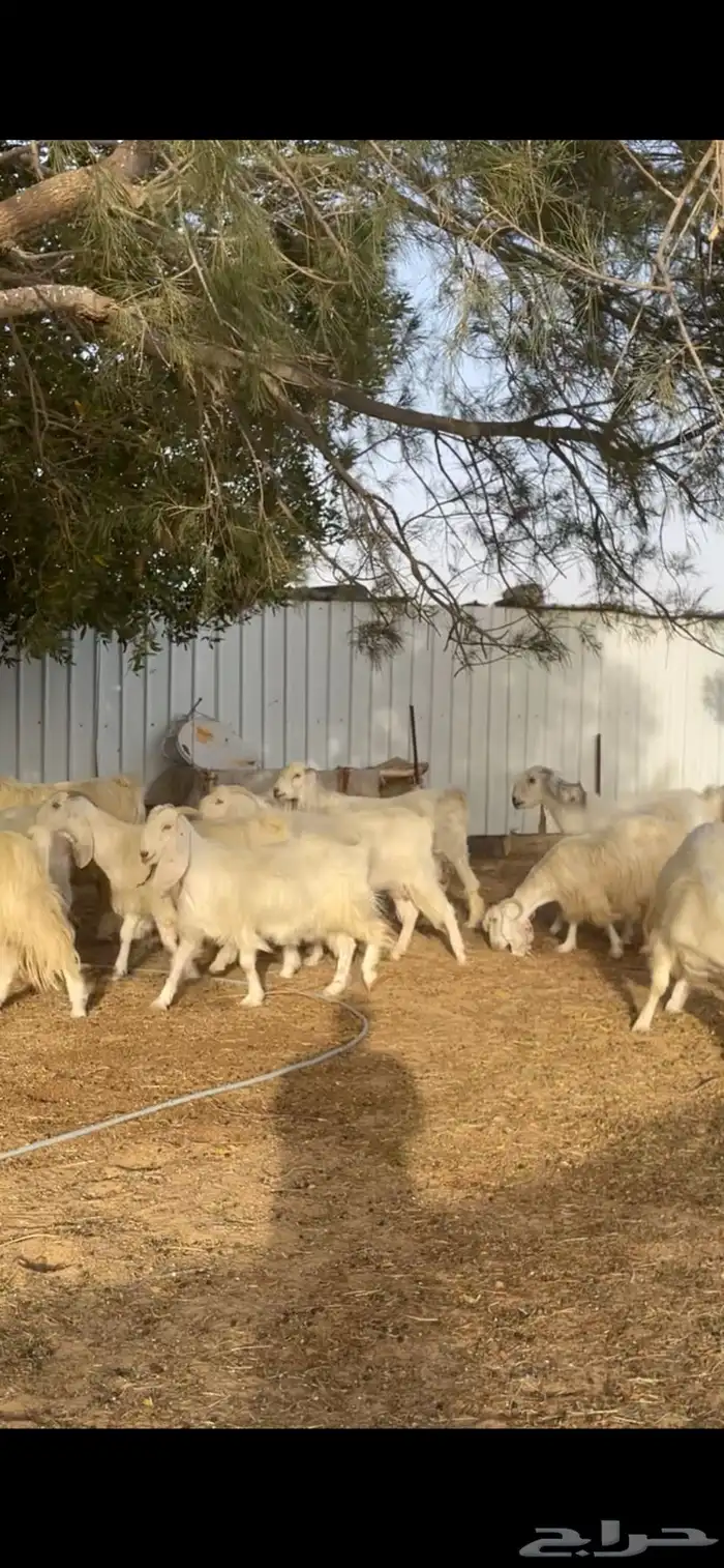 معزا مصريات بيض نوادر بفحلها 2