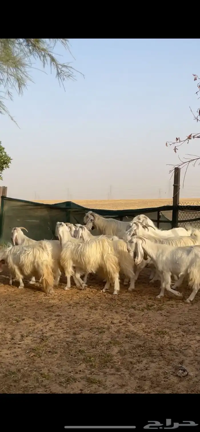 معزا مصريات بيض نوادر بفحلها 6