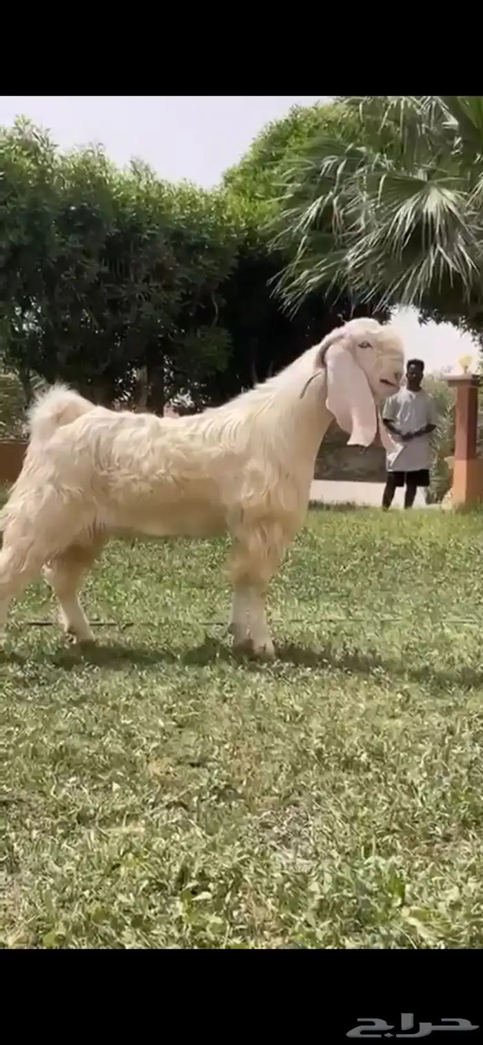 للبيع فحل مطور نادر 1