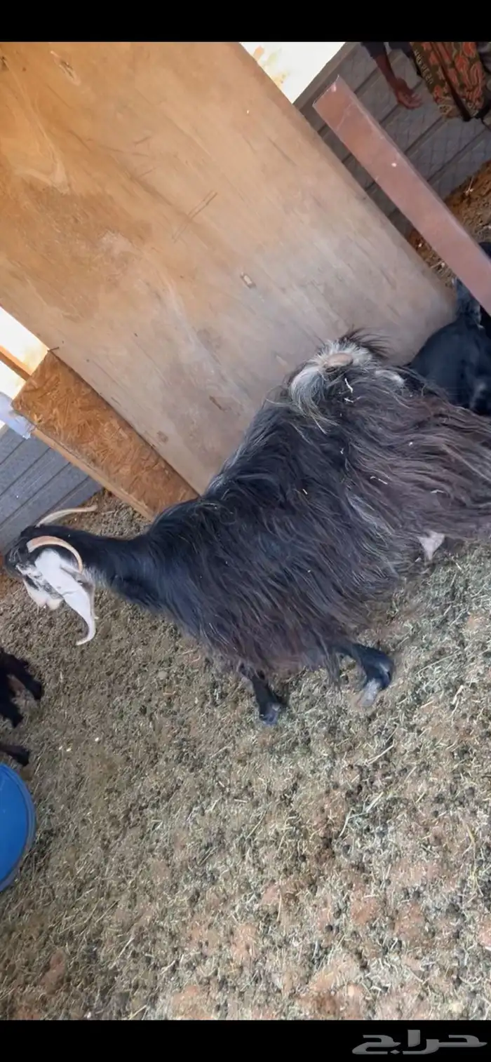 عنز والد ثلاث تيوس 3