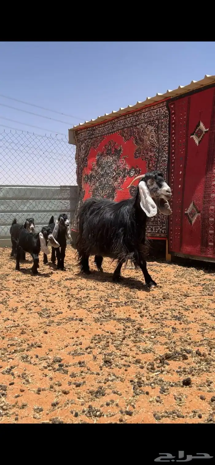 عنز والد ثلاث تيوس 5