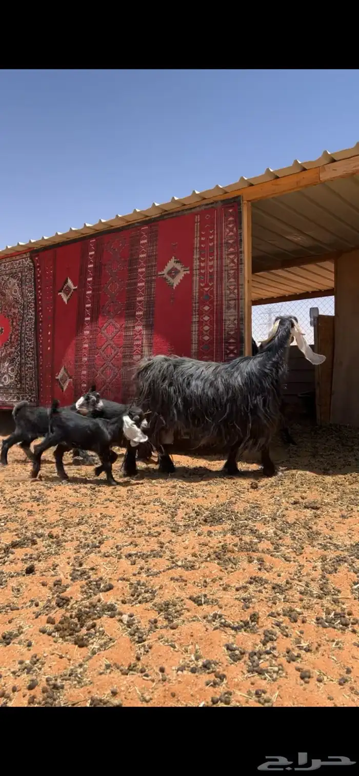 عنز والد ثلاث تيوس 6