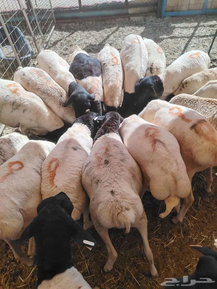 تيوس وبرابر مرابى 4