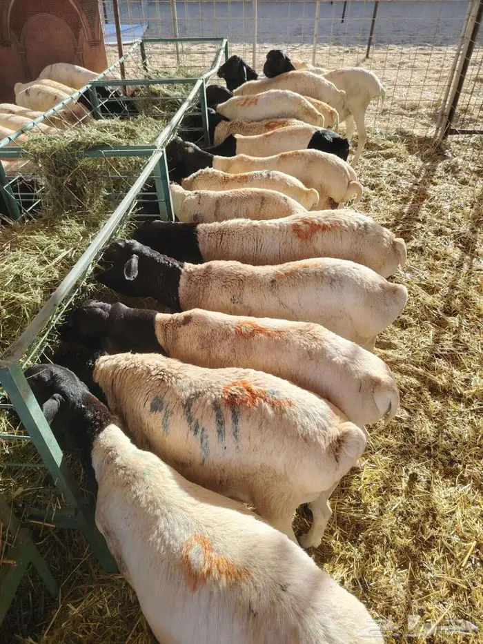 تيوس وبرابر مرابى 6