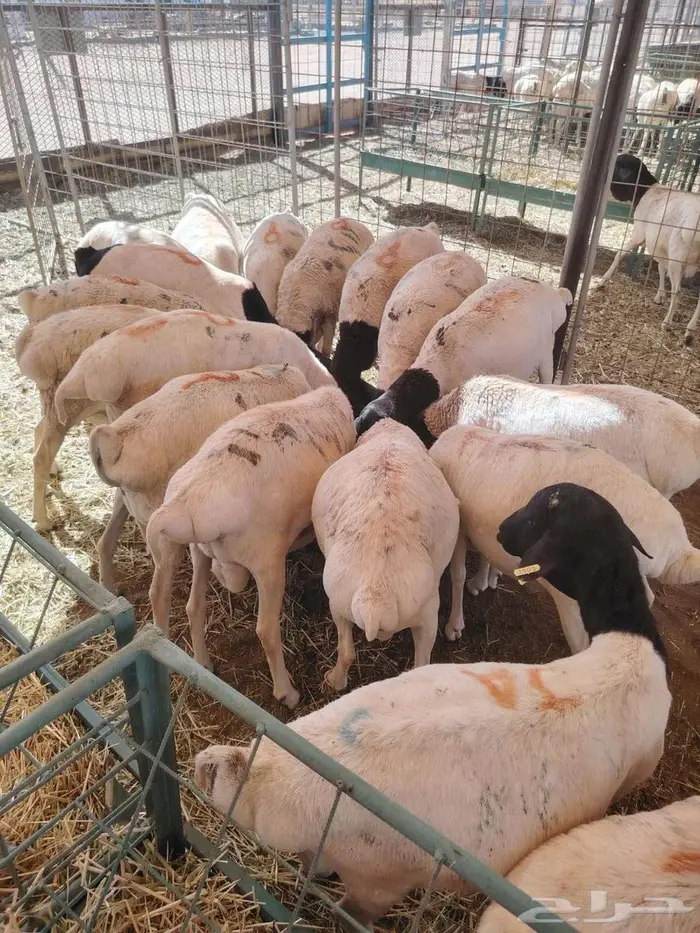 تيوس وبرابر مرابى 3