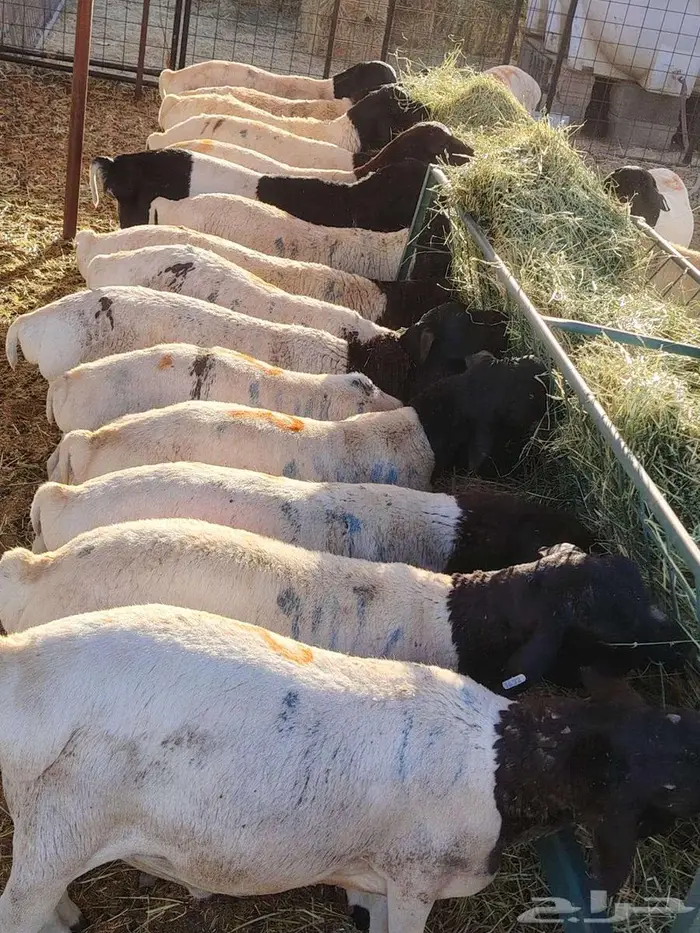 تيوس وبرابر مرابى 1