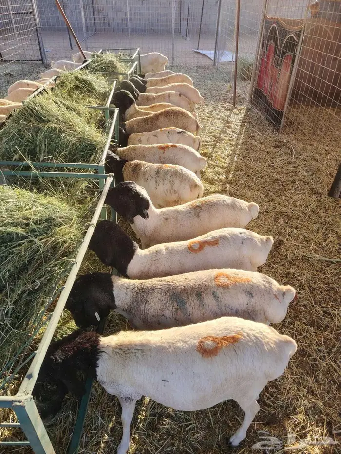 تيوس وبرابر مرابى 5