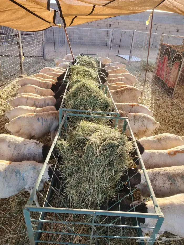 تيوس وبرابر مرابى 2