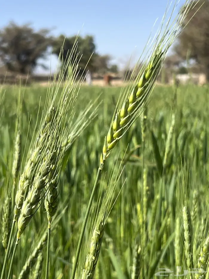 بر صما و بوني و زراعي 0