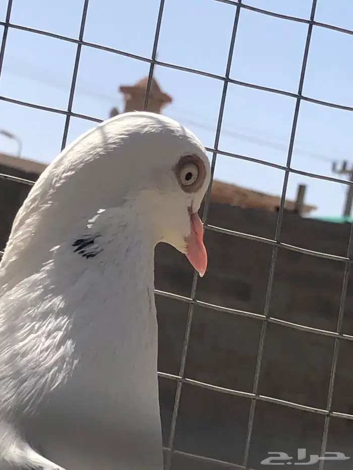 للبيع حمام 1
