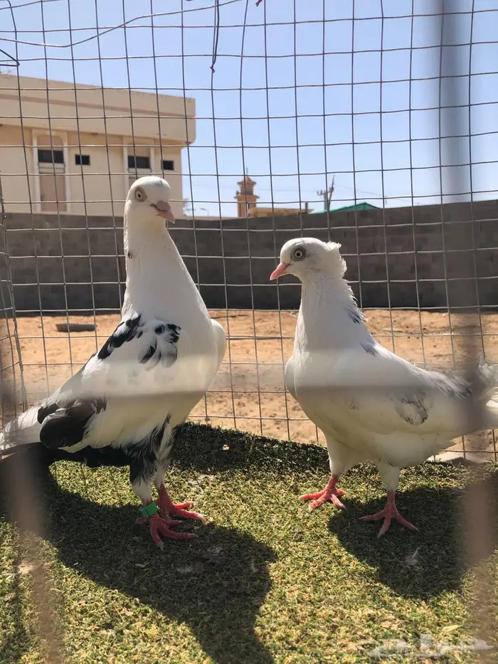 للبيع حمام 0