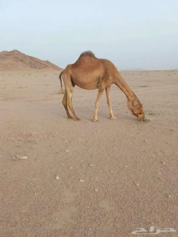 ناقة حايل على الربيع من خمس أشهر 1