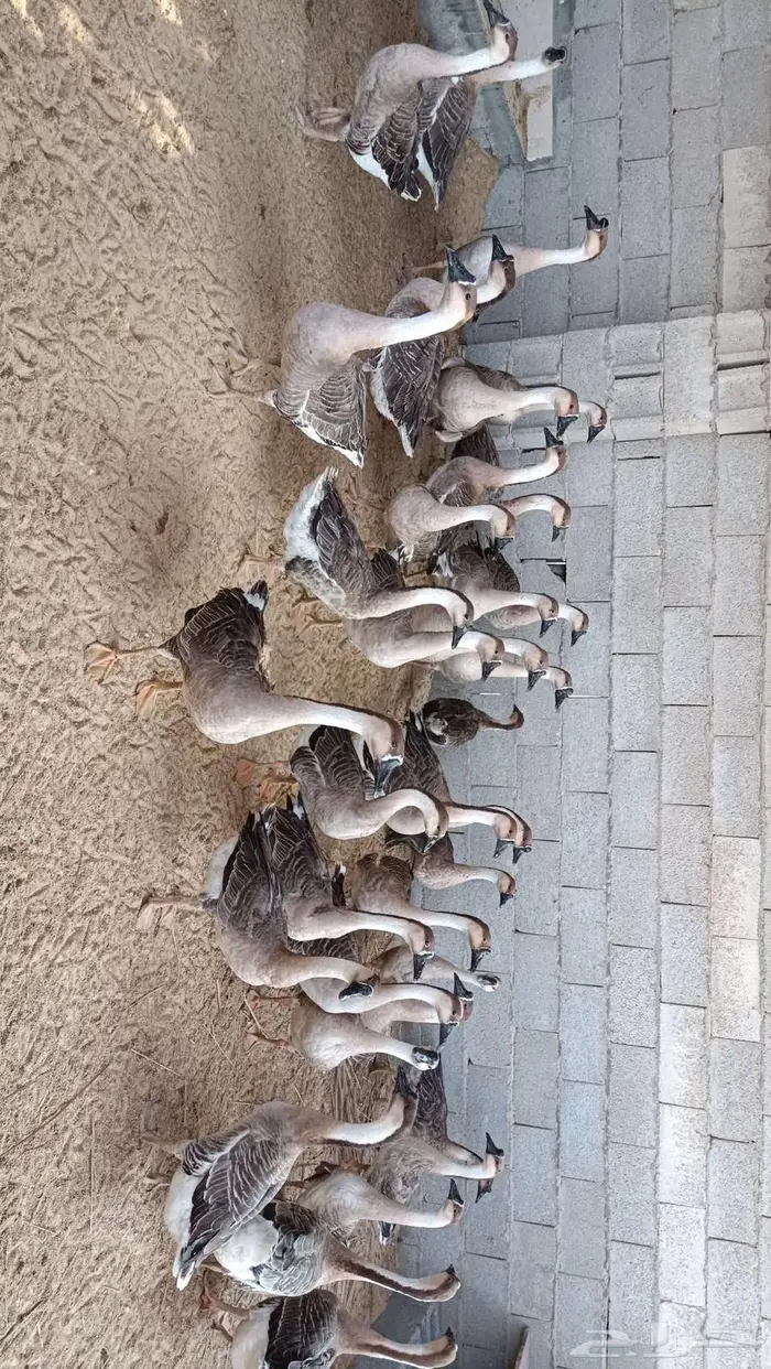 وز عراقي للبيع 0
