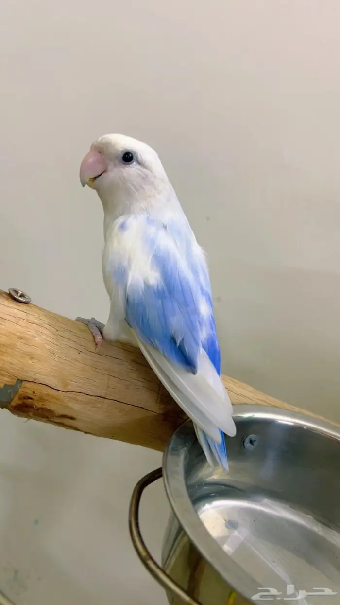 روز اليف مناسب للاطفال 2