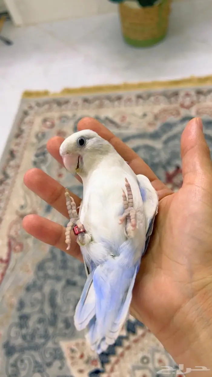 روز اليف مناسب للاطفال 0