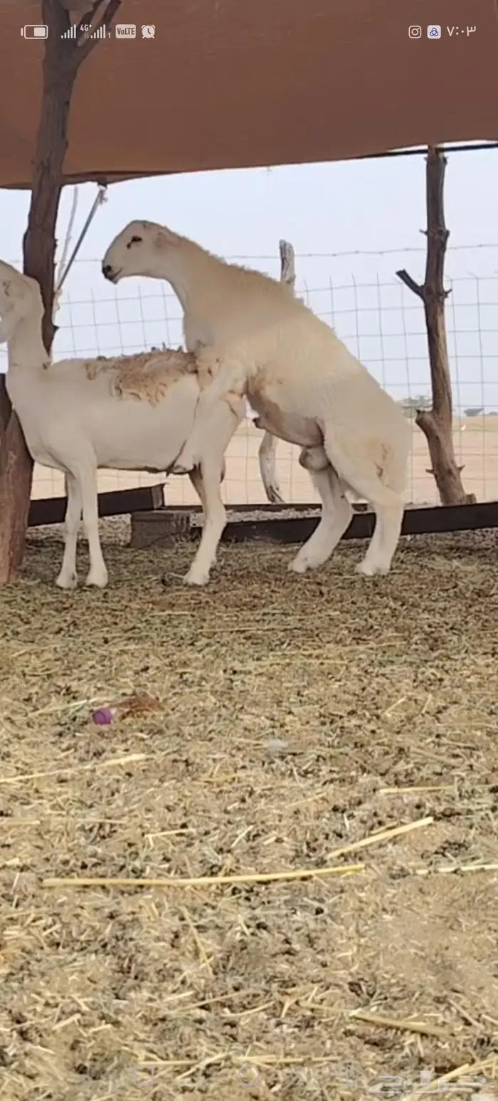 مشروع فحل تم بيعه 2