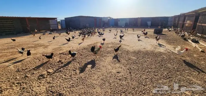 دجاج بلدي للبيع 9