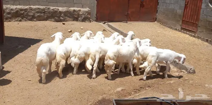 16 خرفان و رخال شرط ..تم البيع 1