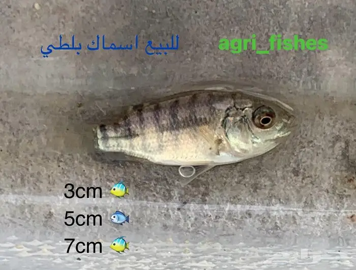 اسماك بلطي حي للبيع 1