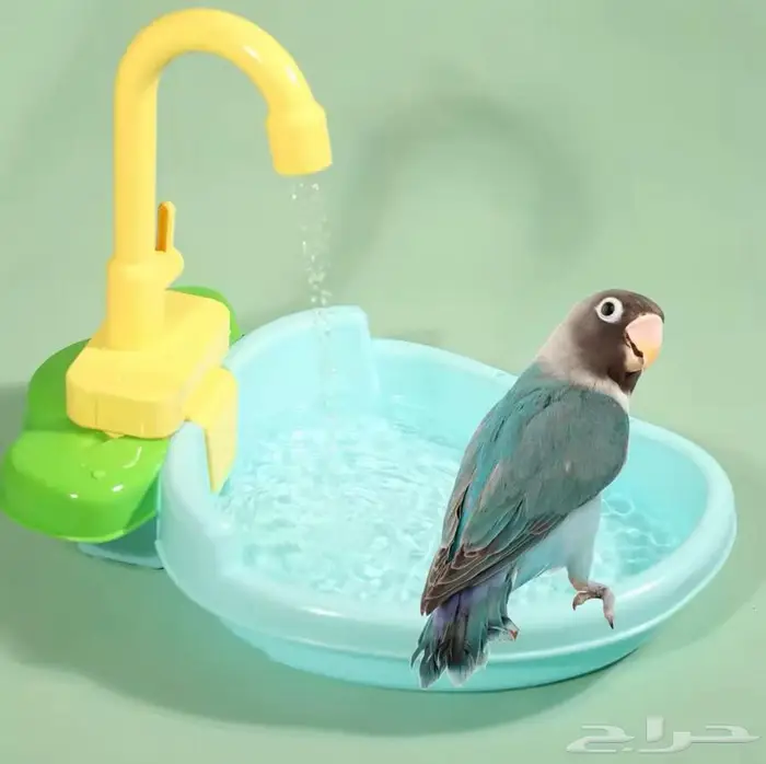 مروش طيور ببغاء روز كروان كنيور درة كويكر 3