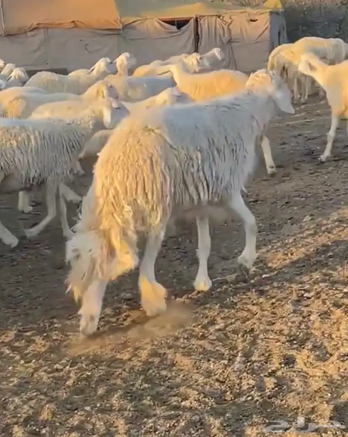 طلي فحل صنف كفوو 3