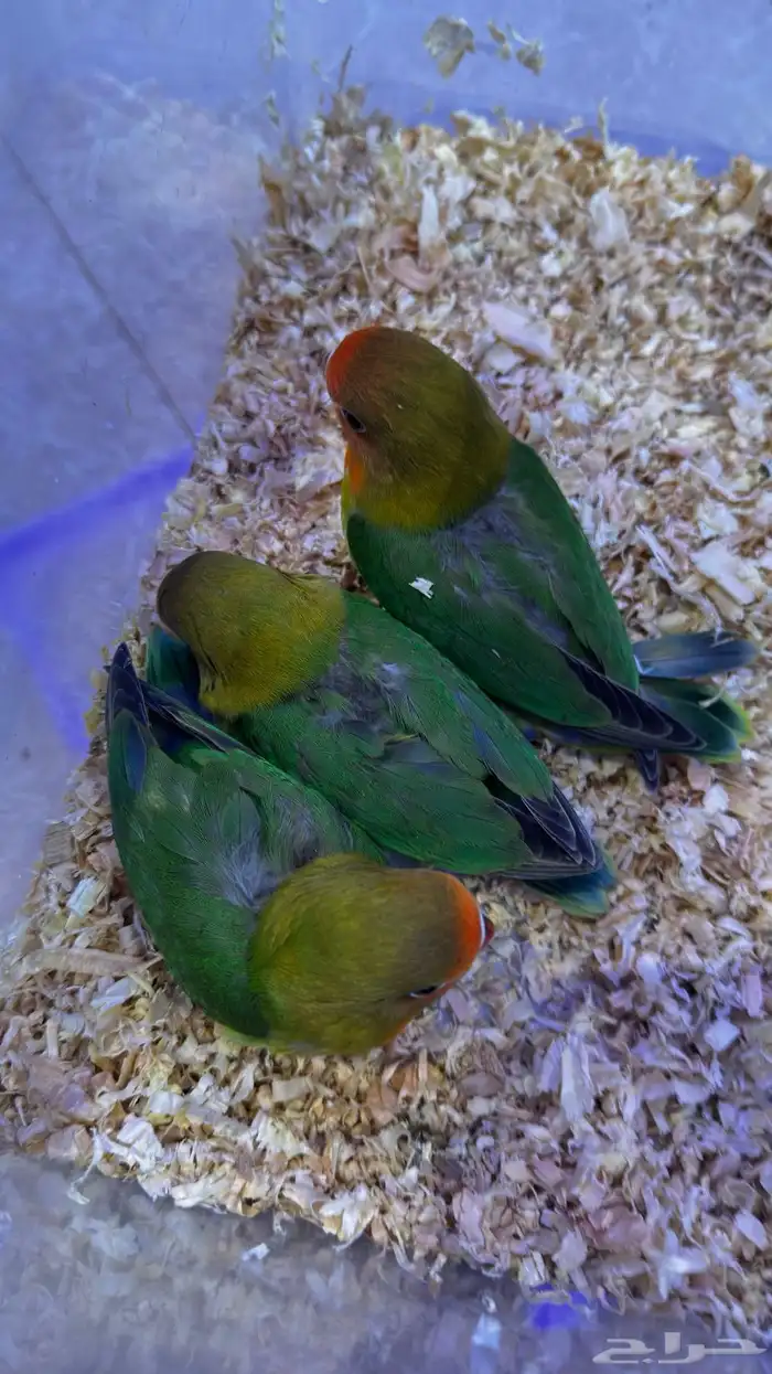 فروخ فيشر اوبلاين مفطومين تم البيع 2