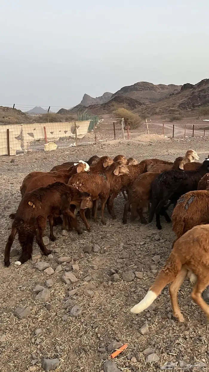 طليان سواكن حمري مرابى جادعان 15