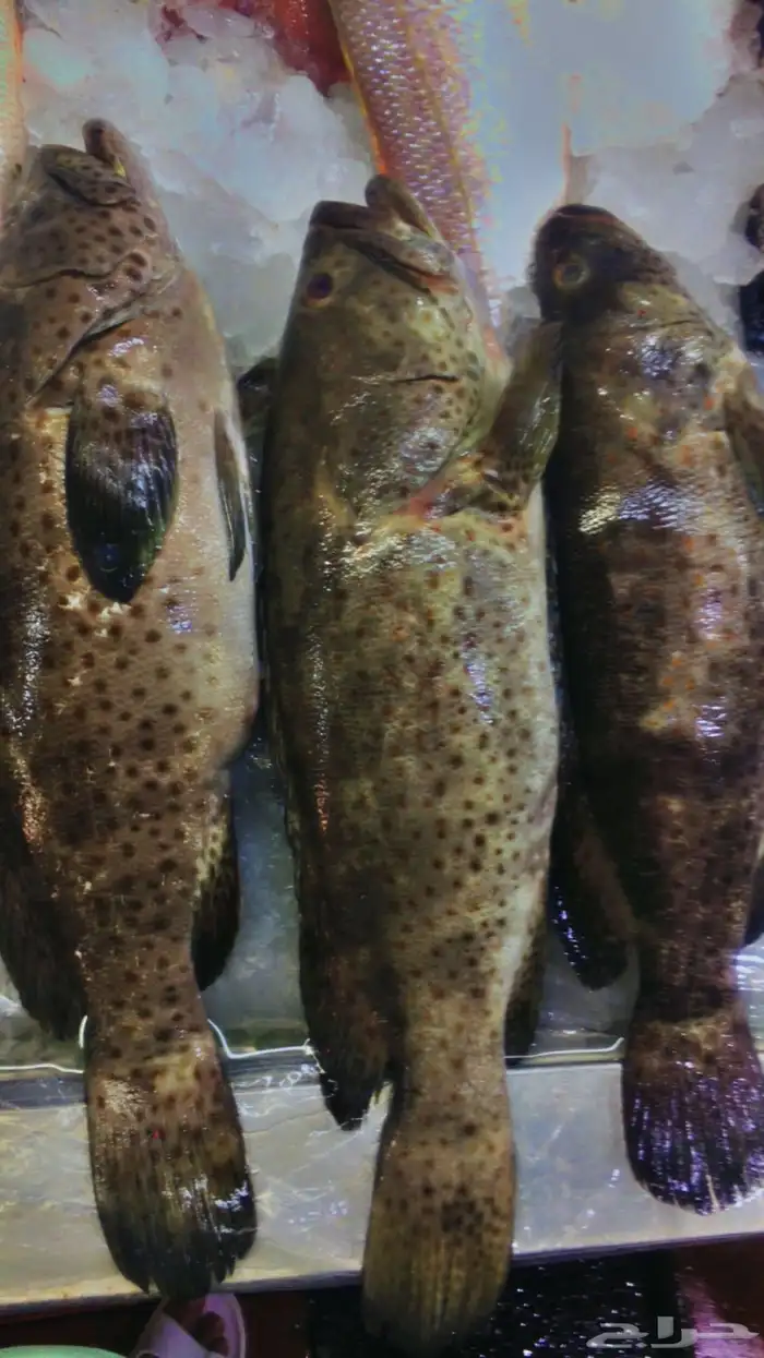 سمك طازه ثمار البحر 3