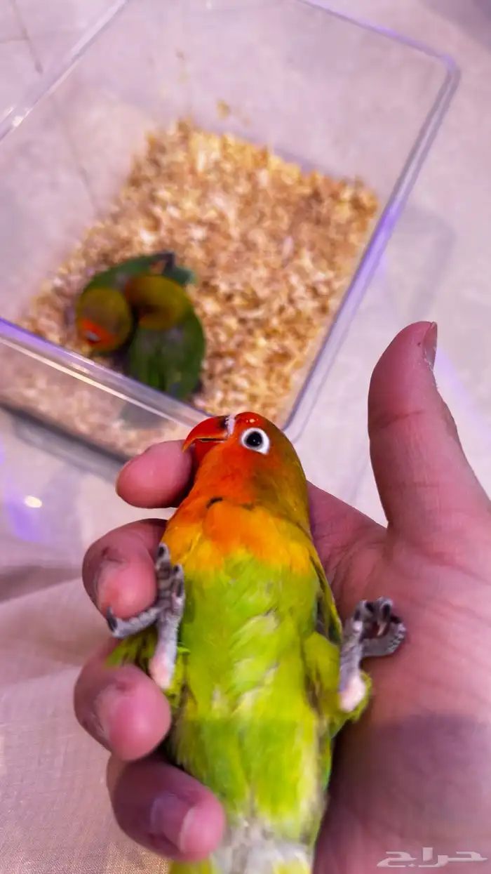 فروخ فيشر اوبلاين مفطومين تم البيع 0