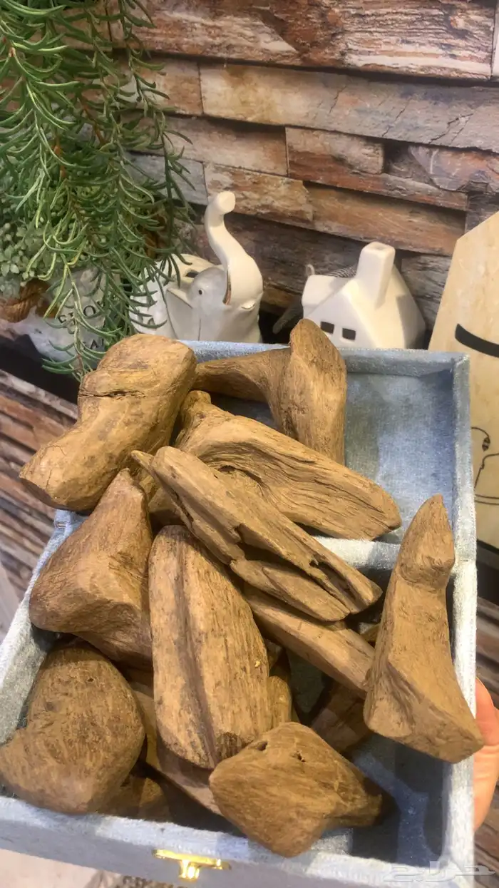 عود مروكي 5