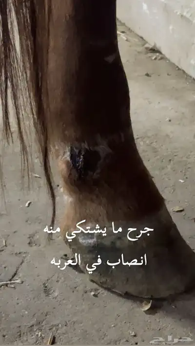 حصان خصي مدرسه 3