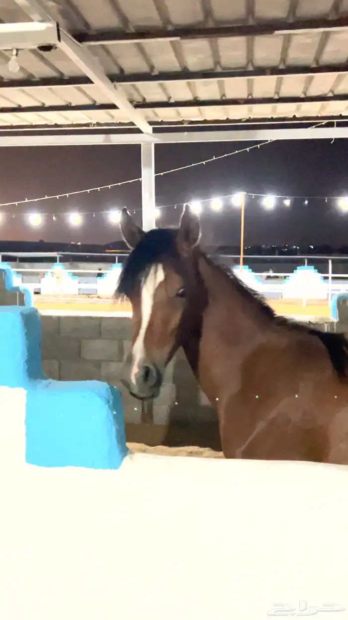 مربط نجد RQ ايواء تدريب عسف تشغيل تأجير 1