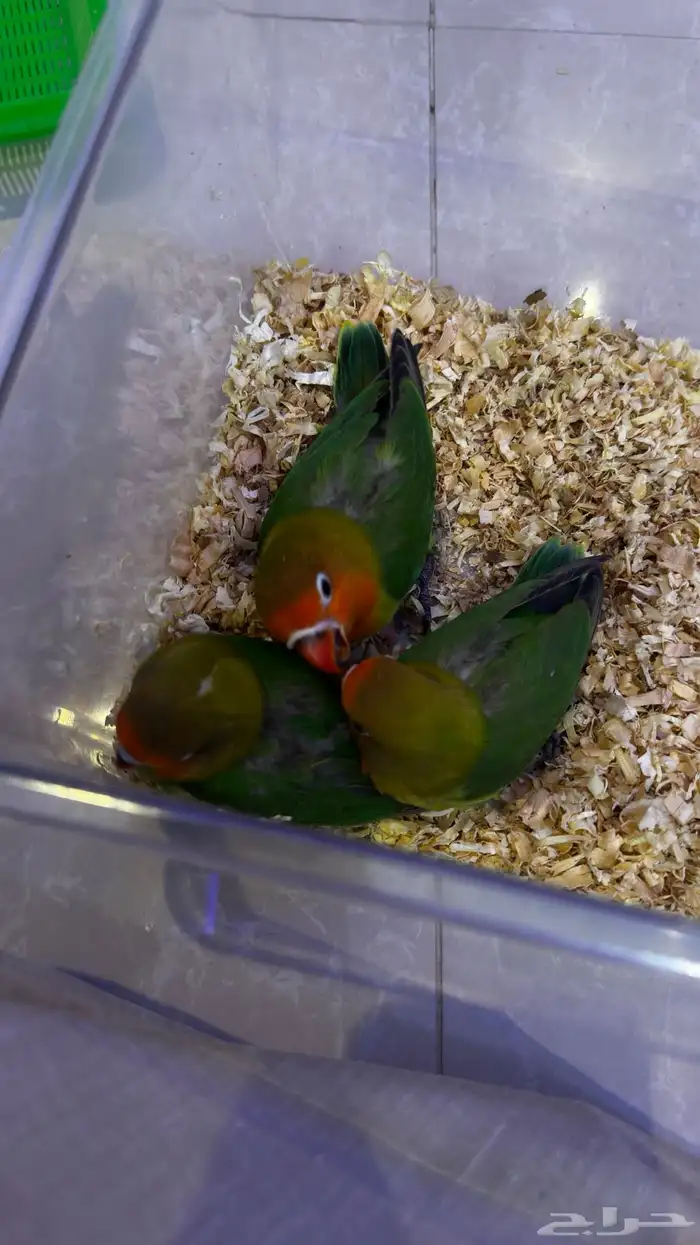 فروخ فيشر اوبلاين مفطومين تم البيع 3