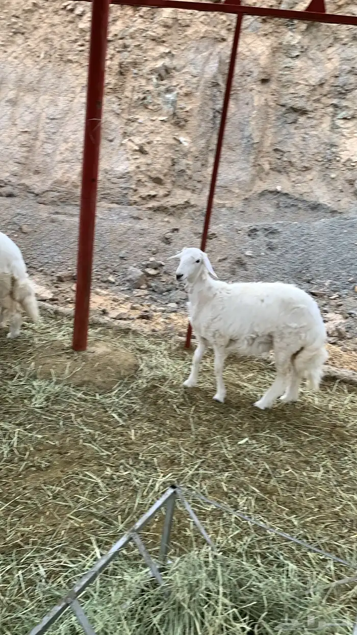 رخال اعياد فل شحم( تم البيع ) 2