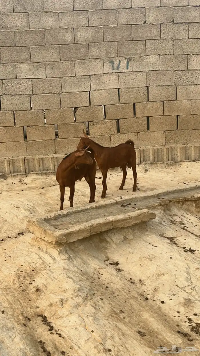 تيوس دهم جم مشاريع ( تم البيع) 4